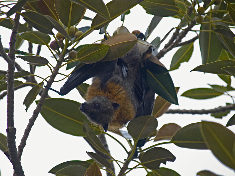 Sydney, Fruit Bat